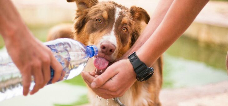 LAS MASCOTAS TAMBIÉN SUFREN EL CALOR