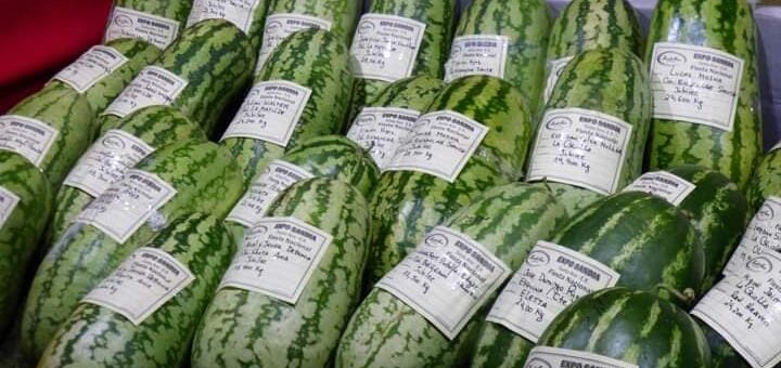 PREMIACIÓN A PRODUCTORES DE SANDÍAS
