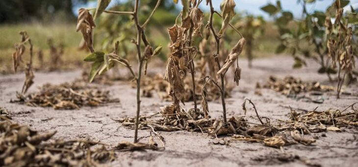 PRÓRROGA PARA LA EMERGENCIA AGROPECUARIA