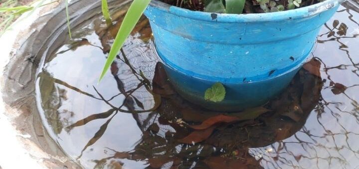 TODOS CONTRA EL DENGUE