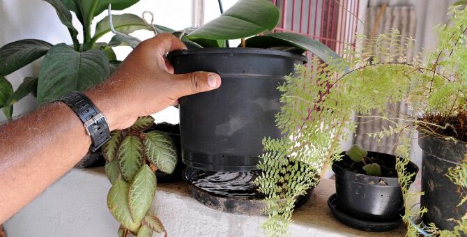 DENGUE: NO DEJES QUE EL MOSQUITO SE CRÍE EN TU CASA