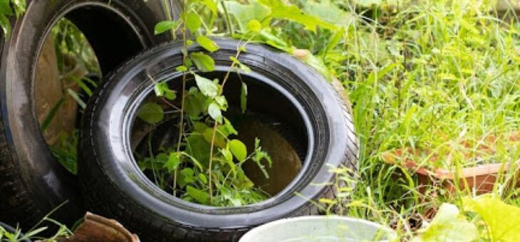 ELIMINEMOS AL DENGUE
